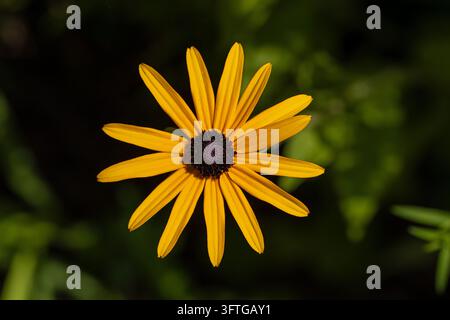 Nahaufnahme eines einzelnen Blütenkopfes einer orangefarbenen Sonnenblume (Rudbeckia fulgida), der im Sonnenlicht vor dunklem Hintergrund blüht Stockfoto
