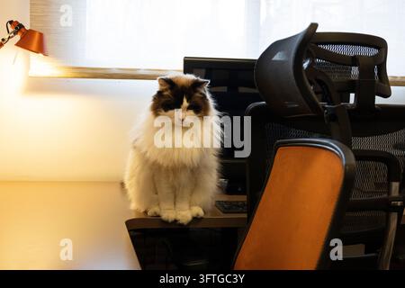 Ragdoll-Katze sitzt auf einem Heimbürotisch und überwacht den Arbeitsbereich Stockfoto