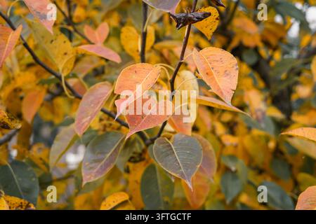 Goldgelbe Herbstblätter an Bäumen in einer friedlichen Herbstlandschaft Stockfoto
