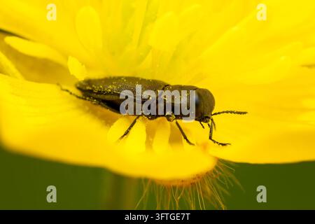 Metallischer Holzbohrer – Anthaxia quadripunctata, schöner kleiner metallischer Käfer, heimisch an europäischen Waldrändern, Zlín, Tschechische Republik. Stockfoto