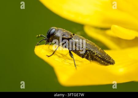 Metallischer Holzbohrer – Anthaxia quadripunctata, schöner kleiner metallischer Käfer, heimisch an europäischen Waldrändern, Zlín, Tschechische Republik. Stockfoto