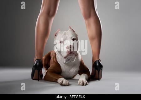 Ein muskulöser American Pit Bull Terrier liegt zentriert zwischen den Beinen eines Models. Das modisch inspirierte Foto hat eine saubere Beleuchtung und einen kräftigen, minimalistischen Stil Stockfoto