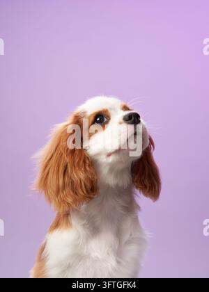 Ein Cavalier King Charles Spaniel wird beim Blick nach oben vor einem weichen lila Hintergrund eingefangen. Das seidige Fell und das neugierige Auftreten des Hundes schaffen eine Stockfoto