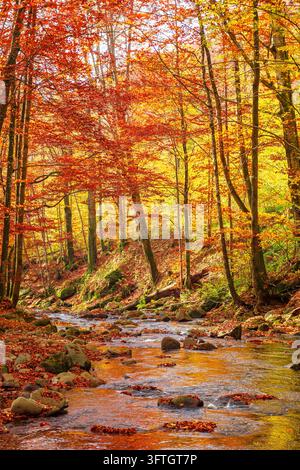 Fluss im Wald. wunderbare herbstliche Landschaft der Karpatenlandschaft. schneller Wasserstrom zwischen buntem Buchenwald und felsigem Ufer. sonniger Tag Stockfoto