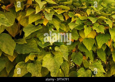 Nahaufnahme der Blätter an einem Baum im frühen Herbst, mit grünen und gelben Blättern. Stockfoto