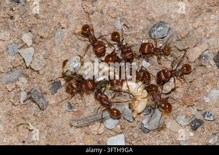Rote Ernteameisen, Pogonomyrmex barbatus, zerlegen einen toten Grashüpfer Stockfoto