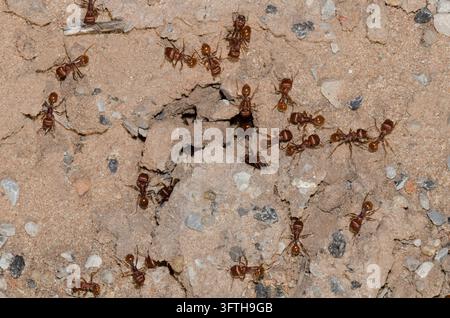 Red Harvester Ameisen, Pogonomyrmex barbatus, im Nest Eingang Stockfoto