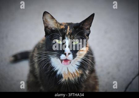 Fotografie, die ein Nahaufnahmeporträt einer Hauskatze mit auffälligen grünen Augen und deutlichen schwarzen, weißen und orangefarbenen Fellzeichnungen zeigt Stockfoto