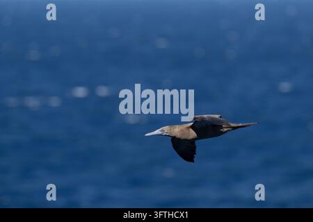 Red-footed Sprengfallen im Flug Stockfoto