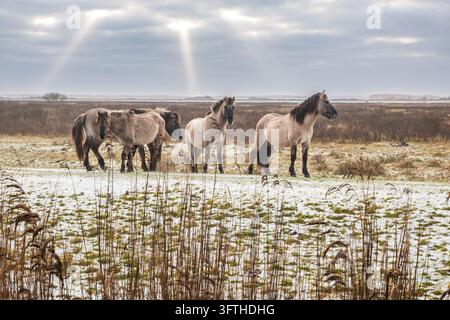 Konik-Pferde stehen in einem verschneiten Feuchtgebiet im Lauwersmeer-Nationalpark, Niederlande, im Winter. Stockfoto