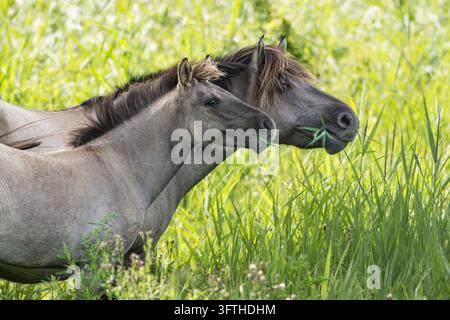 Zwei Konik-Pferde stehen eng beieinander in üppigem grünem Gras in Oostvaardersplassen, Niederlande, im Sommer. Stockfoto