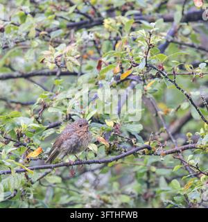 Europäischer Rotkehlchen [ Erithacus rubecula ] Jungvogel, der auf einem Baum sitzt Stockfoto