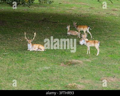 Luftaufnahme einer Gruppe von Rehen, die sich auf einer Wiese im Schatten eines Baumes in Großbritannien ausruhen und stehen. Stockfoto