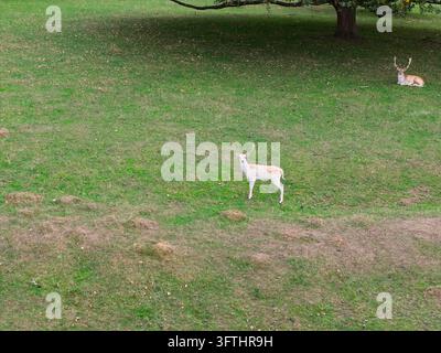 Luftbild von zwei Rehen, die im Schatten eines Baumes auf einer Wiese im Vereinigten Königreich stehen und sich ausruhen. Stockfoto