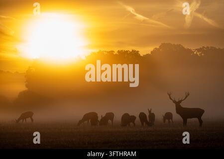 Rotwild-Hirsch (Cervus elaphus) als Silhouette vor einem goldenen Herbstsonnenaufgang, mit einer Herde Hirsche, die im Morgennebel im Richmond Park, London, grasen Stockfoto