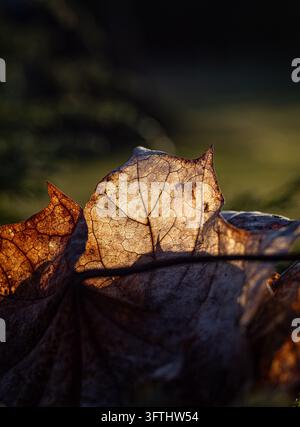 Trockenes Ahornblatt, das von warmem Sonnenlicht beleuchtet wird, in einer Makroaufnahme im Herbst, die die detaillierte Aderstruktur und Textur zeigt. Stockfoto