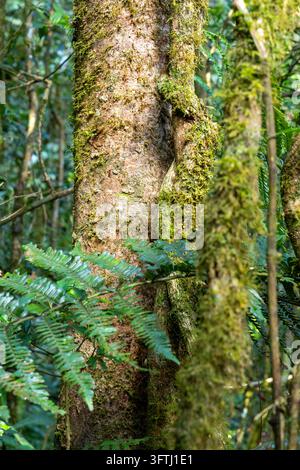 Moosbedeckte Baumstämme, umgeben von Farnen, in einem dichten tropischen Regenwald, Haute Matsiatra, Ranomafana, Madagaskar Stockfoto