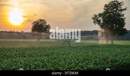 Automatische Bewässerung von Ackerland bei Sonnenuntergang. Bewässerungssystem sprüht Pflanzen auf dem Feld. Mais anbauen. Landwirtschaftlicher Sprühlwagen arbeitet auf einer ländlichen Fläche Stockfoto