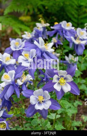 Issaquah, Washington, USA. Lila und weiße Gewöhnliche Akelei-Blumen Stockfoto