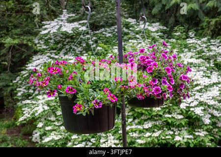 Issaquah, Washington, USA. Hängende Pflanzgefäße mit violetter Calibrachoa, auch Millionenglocken oder Hängepetunie genannt. Im Hintergrund steht ein Doppelflügel-Viburnum s Stockfoto