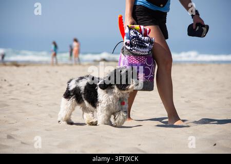 Schwarz-weißer Hund läuft mit Frau auf sandigem Strand Stockfoto