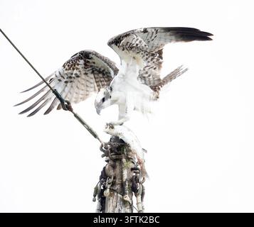 Osprey, der großen Fisch auf dem Bootsmast in Hi Key frisst Stockfoto
