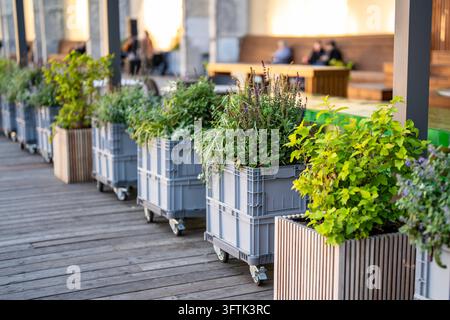 Straßencafé-Terrasse mit mehreren mobilen Blumenbeeten auf Rädern in Plastikboxen mit aromatischen Kräutern, wachsenden Kräutern und Gewürzen für kulinarische und dekorative Zwecke in Containern auf einer öffentlichen Freiluftterrasse. Stockfoto