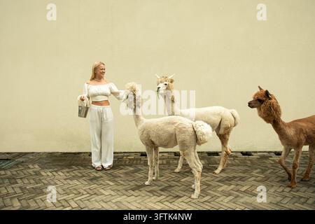 Eine Frau steht auf einem Steinpfad, umgeben von drei Alpakas Stockfoto