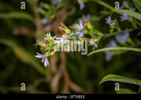 Zarte wilde lila Asterblüten, die an einem belaubten grünen Stängel im späten Sommerlicht blühen Stockfoto
