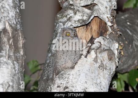 Europäischer Zwergohle, Otus scops. Das Küken kletterte aus seinem Nest im Baum Stockfoto