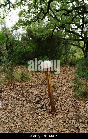 Salzlickstein auf einem Holzpfosten steht zwischen Eichen und abgefallenen Blättern in Tapada de Mafra, Portugal. Mineralfütterung von Rehen und Wildtieren Stockfoto