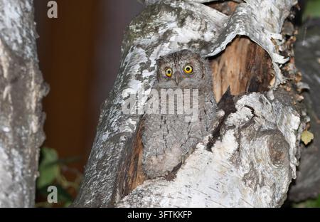 Europäischer Zwergohle, Otus scops. Der Küken lugt aus dem Nest und schaut sich um Stockfoto