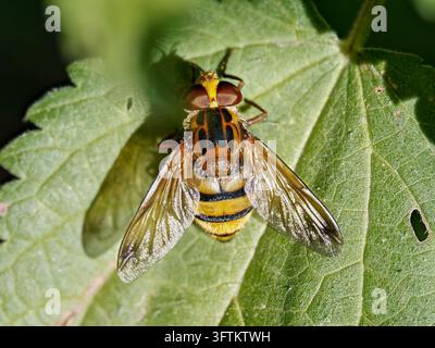 Volucella inanis Schwebfliege ruht auf einem grünen Blatt in Mentrux-en-Joux. Stockfoto
