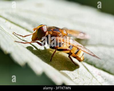Volucella inanis Schwebfliege, die auf einem Blatt in Mentrux-en-Joux ruht. Stockfoto