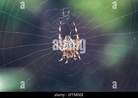 Nahaufnahme einer europäischen Gartenspinnen (Kreuzspinne, Kronenradspinne) auf einem Spinnennetz sitzend Stockfoto