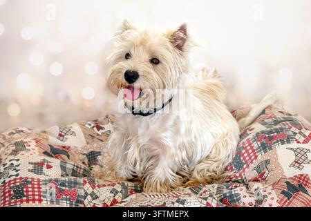 Süßer West Highland White Terrier sitzt auf einem gemusterten Hundebett mit Bokeh-Lichtern Stockfoto