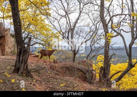 Braune Zie steht in einem trockenen Wald mit gelb blühenden Bäumen Stockfoto