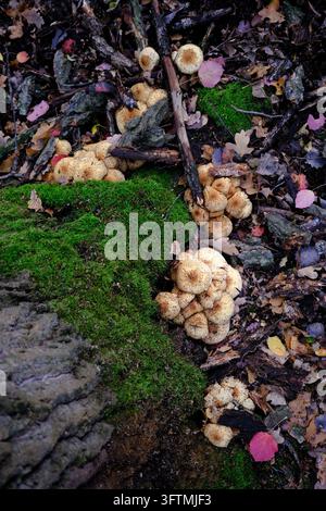Büschel von Pholiota squarrosa-Pilzen, die am Fuße eines Baumes wachsen, umgeben von leuchtend grünem Moos in einem polnischen Wald, mit Fokus auf Wald-Biodiversität Stockfoto