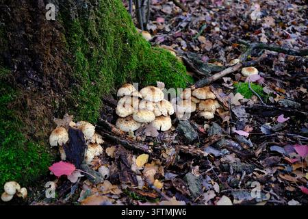Büschel von Pholiota squarrosa-Pilzen, die am Fuße eines Baumes wachsen, umgeben von leuchtend grünem Moos in einem polnischen Wald Stockfoto