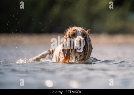Nasser Cocker Spaniel schwimmt im Fluss Stockfoto