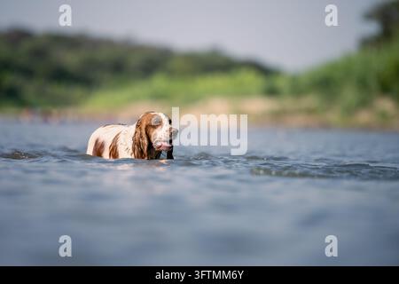 Cocker Spaniel Hund schwimmt in Fluss im Freien Stockfoto