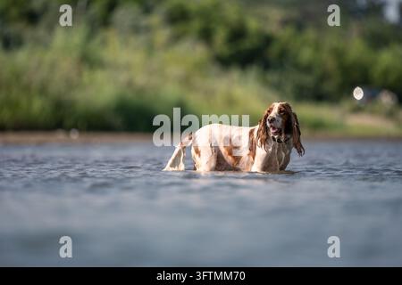 Cocker Spaniel Hund steht im Fluss Stockfoto