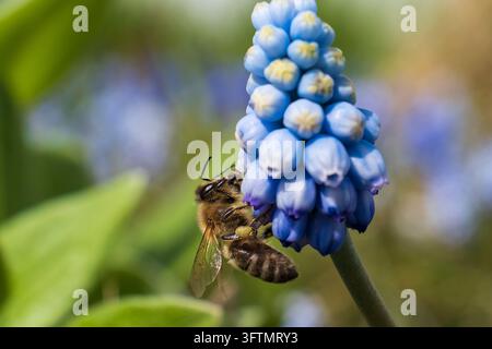 Makro-Nahaufnahme einer Honigbiene, die im Frühling Pollen und Nektar von einer blauen Traubenhyazinthe (Muscari) sammelt. Bestäuber, der sich von der Blüte ernährt mit s Stockfoto