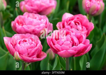 Tulipa Amazing Grace, Tulpe Amazing Grace, pfeifenblumenartige Blüten mit Schichten aus rosafarbenen Blütenblättern, die zu dunklem Rosa altern Stockfoto