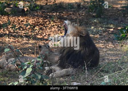 Ein männlicher Löwe mit vollem Mann auf dem Boden sitzt, mit weit geöffnetem Maul, entweder gähnend oder brüllend im Schatten Stockfoto
