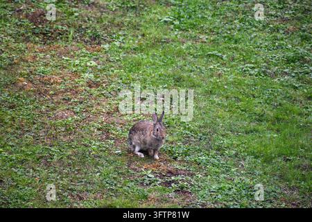Wildes europäisches Kaninchen sitzt im grünen Gras im Holiday Inn, Bristol, UK Stockfoto