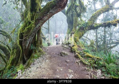 Blick auf Wanderer, die durch einen nebligen, moosbewachsenen Wald an den Hängen des Mount Kilimanjaro in Rombo, Kilimanjaro-Region, Tansania, wandern. Stockfoto