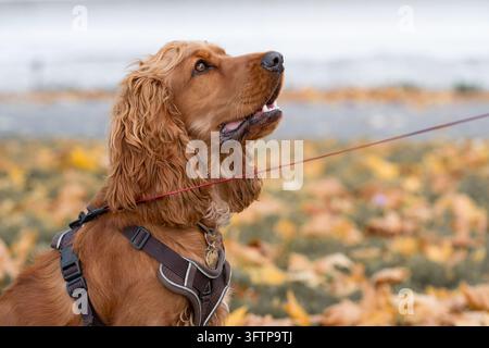 Goldener Cocker Spaniel, der aus der Nähe nach oben schaut und für ein Hundepflege-, langes seidiges Fellpflege- und Premium-Haustierbedarfskonzept steht. Stockfoto