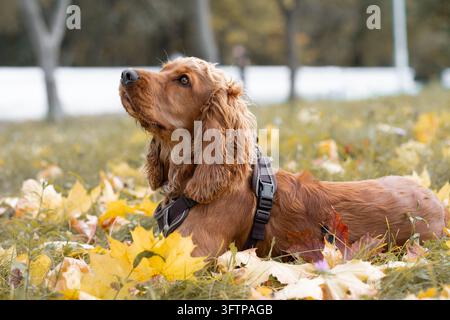 Golden Cocker Spaniel liegt in Nahaufnahme und repräsentiert ein Hundepflege-, langes seidiges Fellpflege- und Premium-Hundefutterkonzept. Stockfoto