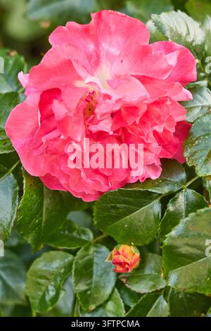 Nahaufnahme einer großen, leuchtend rosa Doppelrose in voller Blüte, umgeben von glänzenden dunkelgrünen Blättern. Ein kleiner orange-rosa Rosenknospe erscheint unter der Blume Stockfoto